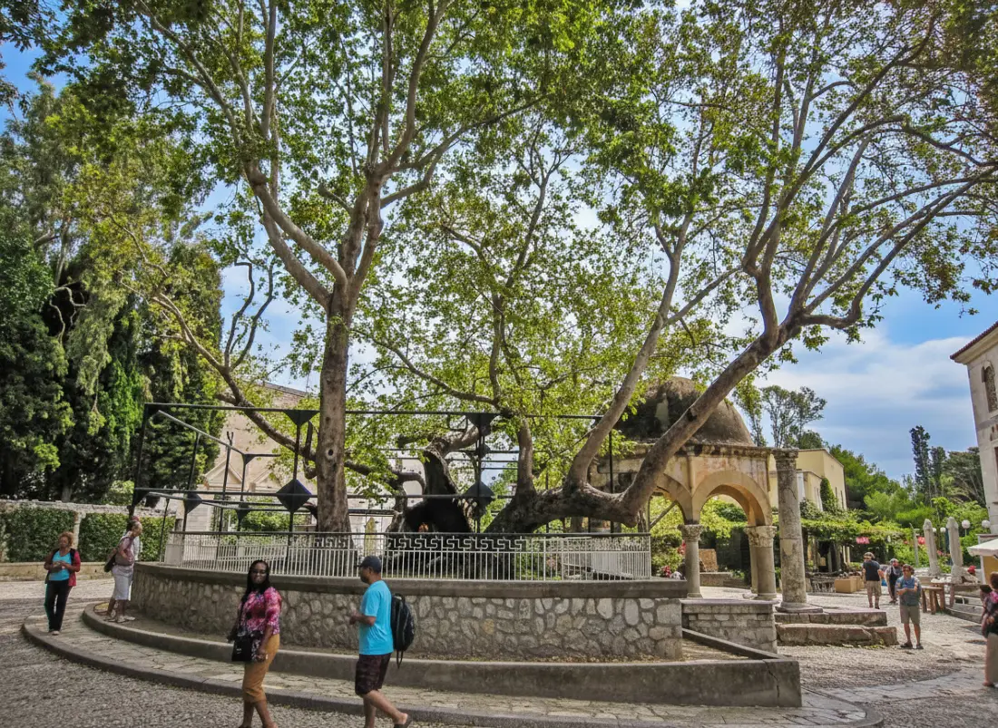 Monumentalny Platan Hipokratesa z metalowymi podporami na Placu Platanos w Kos